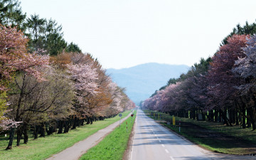Картинка природа дороги шоссе цветение деревья трассы гора