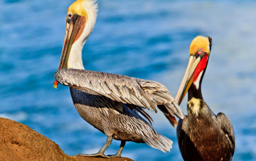 Картинка животные пеликаны птица пеликан клюв перья