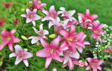 Картинка цветы лилии +лилейники розовый
