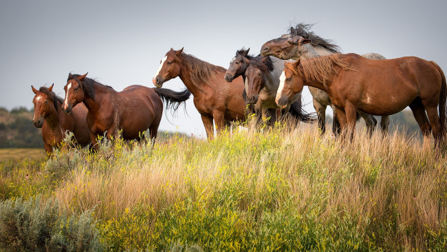 Обои картинки фото животные, лошади, дикие, поле, трава