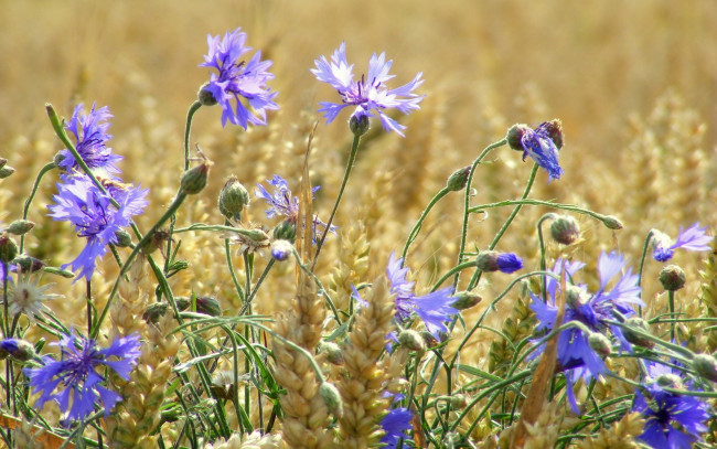 Обои картинки фото цветы, васильки, колосья, пшеница, поле, лето