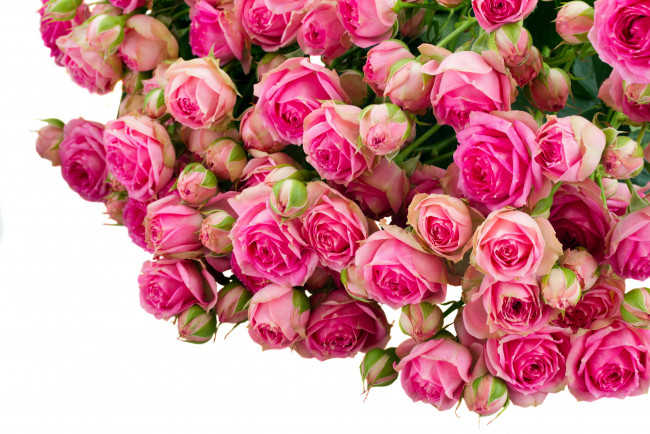Обои картинки фото цветы, розы, много, бутоны, розовый