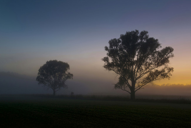 Обои картинки фото природа, деревья, утро, поле, туман, рассвет, лето