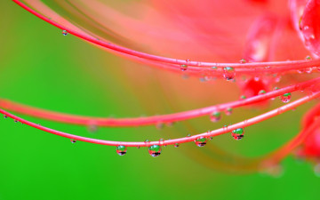 Картинка природа макро роса цветок капли вода лепестки