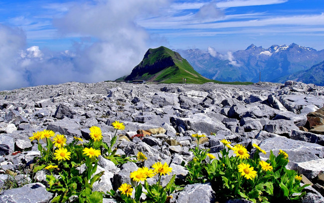 Обои картинки фото природа, горы, альпы, франция, верхняя, савойя, цветы, камни