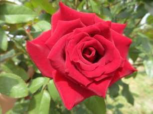 Картинка цветы розы красная