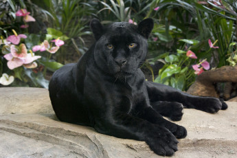 Картинка животные пантеры черный цвет растения