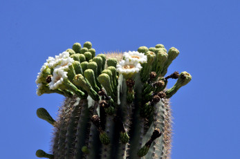 Картинка цветы кактусы колючка