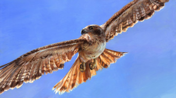 Картинка рисованное животные +птицы +орлы полет