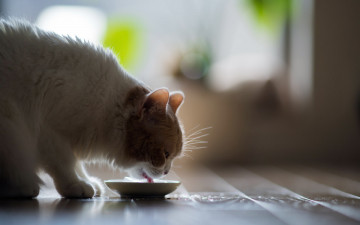 Картинка животные коты блюдце