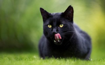 Картинка животные коты трава черный цвет