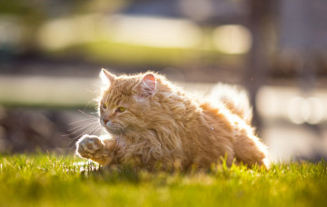 Картинка животные коты трава рыжий цвет