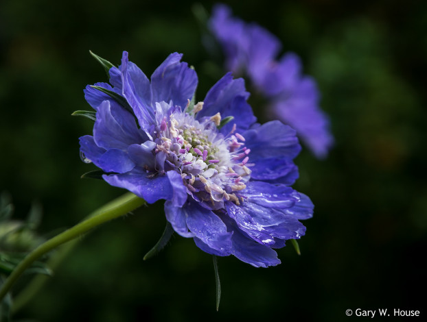 Обои картинки фото цветы, скабиоза, синий
