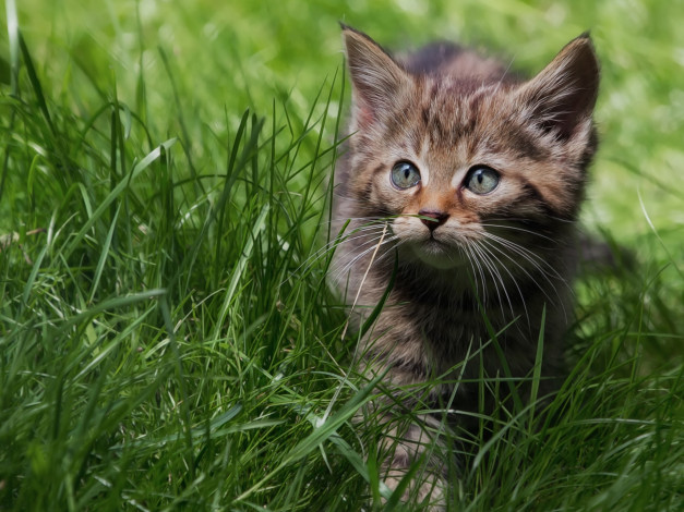 Обои картинки фото животные, коты, трава