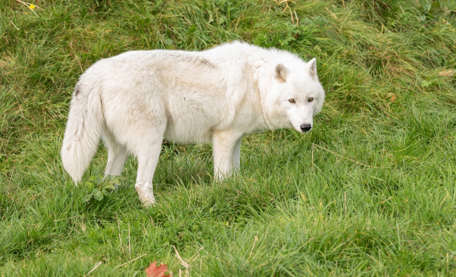 Обои картинки фото животные, волки,  койоты,  шакалы, трава, белый, цвет
