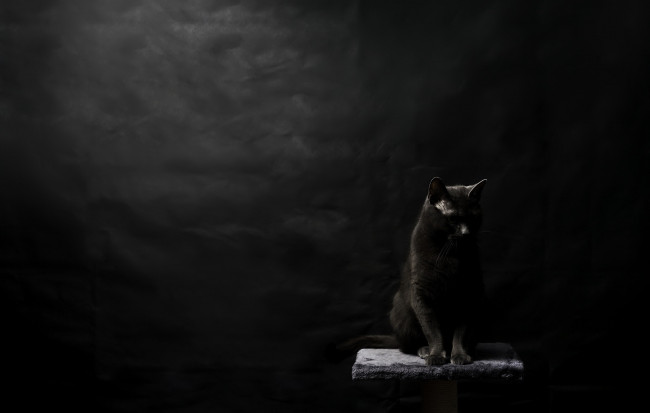Обои картинки фото животные, коты, черный, фон