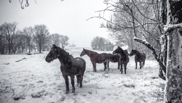 Картинка животные лошади кони снег зима