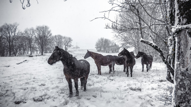 Обои картинки фото животные, лошади, кони, снег, зима