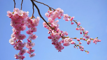 обоя цветы, сакура,  вишня, ветка, розовая, цветущая