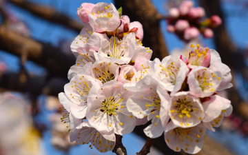 Картинка цветы цветущие+деревья+ +кустарники весна цветущее плодовое дерево