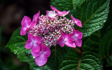 Картинка цветы гортензия розовая бутоны