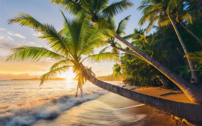 Обои картинки фото природа, тропики, пальмы, закат