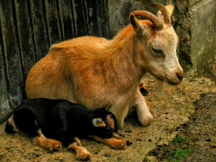 обоя животные, козы