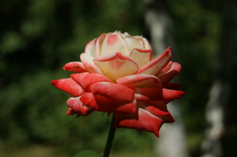 Картинка цветы розы зеленый фон красные и белые лепестки