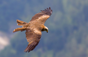 Картинка животные птицы хищники полёт