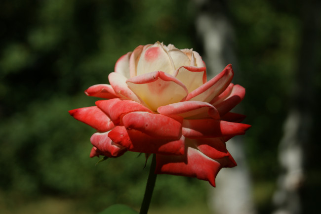 Обои картинки фото цветы, розы, зеленый, фон, красные, и, белые, лепестки