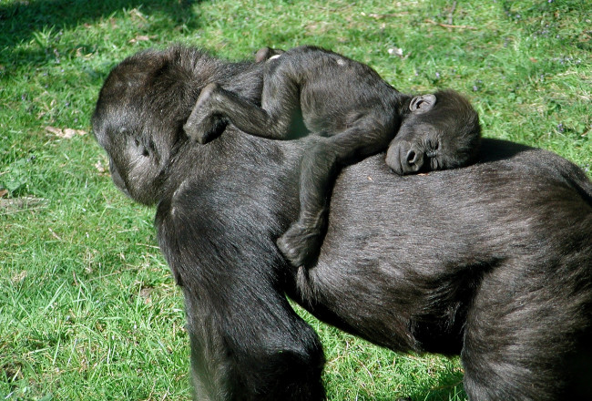 Обои картинки фото животные, обезьяны, сон, спина, малыш, мама, горилла, детеныш