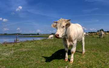 Картинка cow in meadow животные коровы буйволы трава поле корова