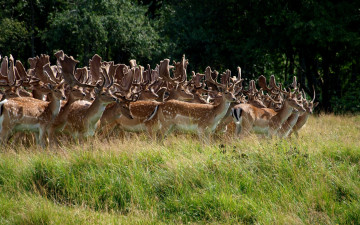 Картинка deer stampede животные олени лес