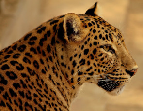 Картинка животные леопарды леопард морда