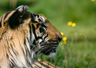 Картинка животные тигры отдых профиль морда тигр
