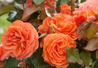 Картинка цветы розы оранжевый