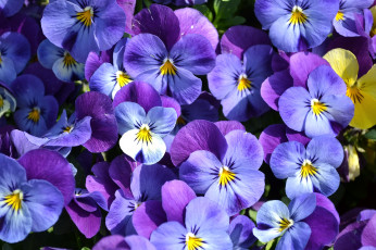 Картинка цветы анютины глазки садовые фиалки виола