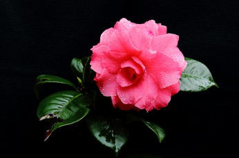 Картинка цветы камелии капли розовый