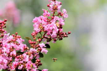 обоя цветы, лагерстрёмия, пчела, розовый