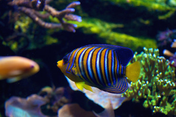 Картинка животные рыбы полосатый тропики