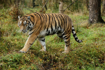 Картинка животные тигры кошка