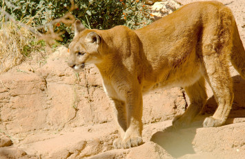 Картинка животные пумы кугуар горный лев