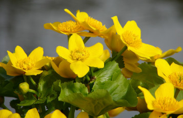 Картинка цветы калужницы лютики желтый калужница