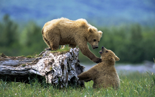 Обои картинки фото животные, медведи, медвежата