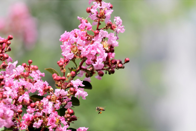 Обои картинки фото цветы, лагерстрёмия, пчела, розовый