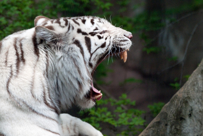 Обои картинки фото животные, тигры, клыки, пасть, зевает, белый, тигр