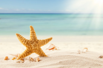Картинка разное ракушки +кораллы +декоративные+и+spa-камни tropics морская звезда песок пляж starfish sand море тропики shells beach sea