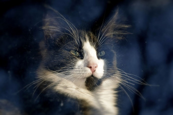 Картинка животные коты свет кот окно