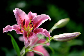 Картинка цветы лилии +лилейники цветок цветение бутоны розовая лилия