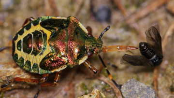 Картинка животные насекомые клоп жучёк жук добыча трапеза зелёный